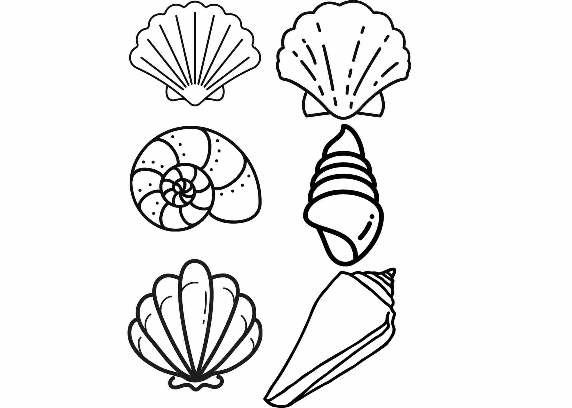 Sea Shell Ocean Beach Theme Modern Instant Digital Printable Download Template Clipart Cricut PDF SVG JPG Etsy