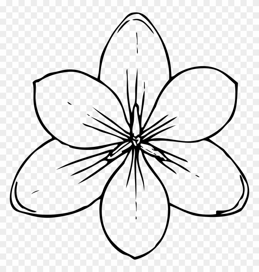 Free Printable Flower Stencil Templates Coloring Pages Of Flowers Free Transparent PNG Clipart Images Download
