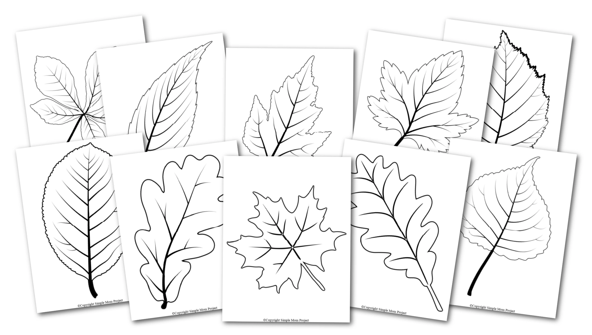 Free Printable Large Leaf Templates Stencils And Patterns Worksheets Library