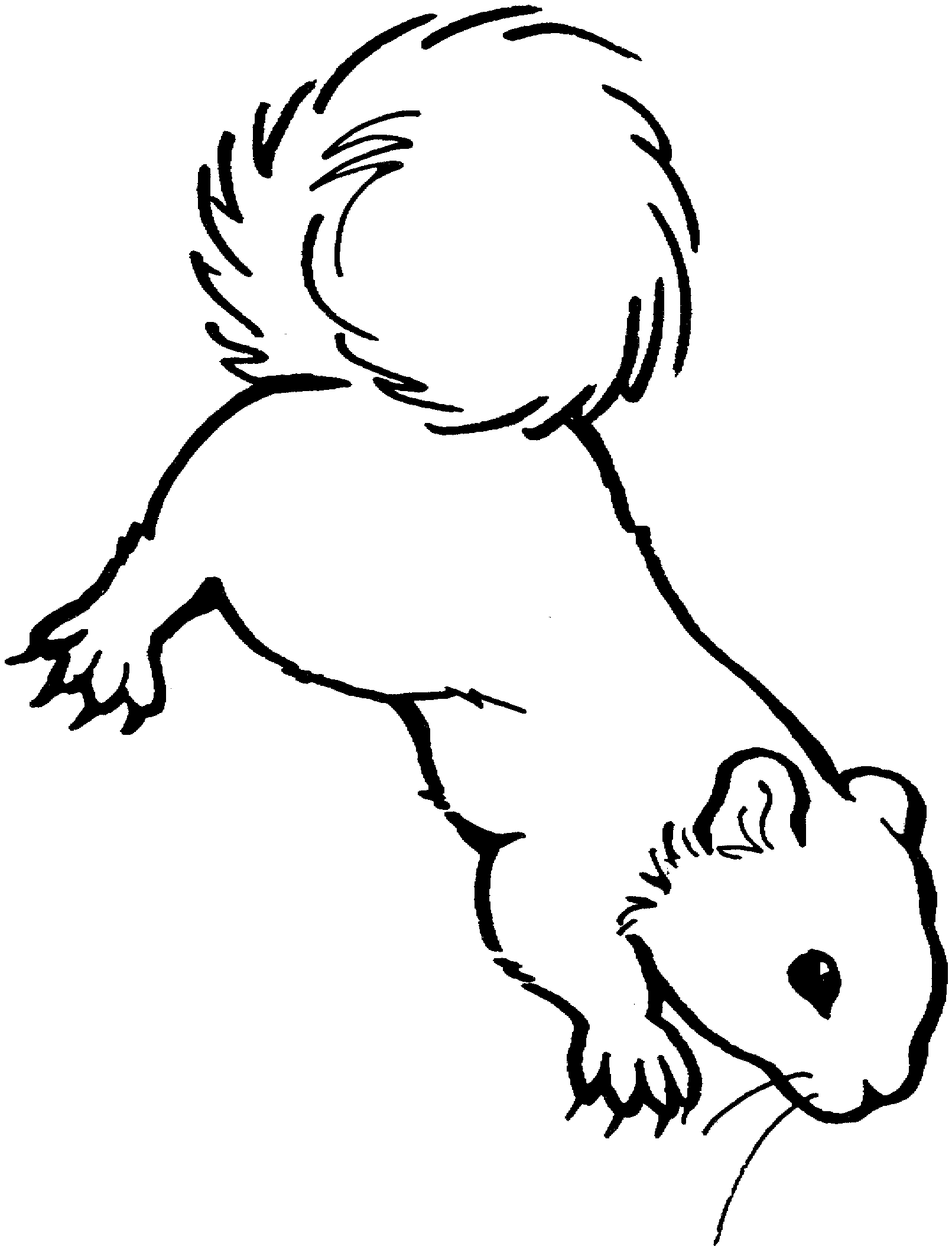 Free Squirrel Coloring Pages