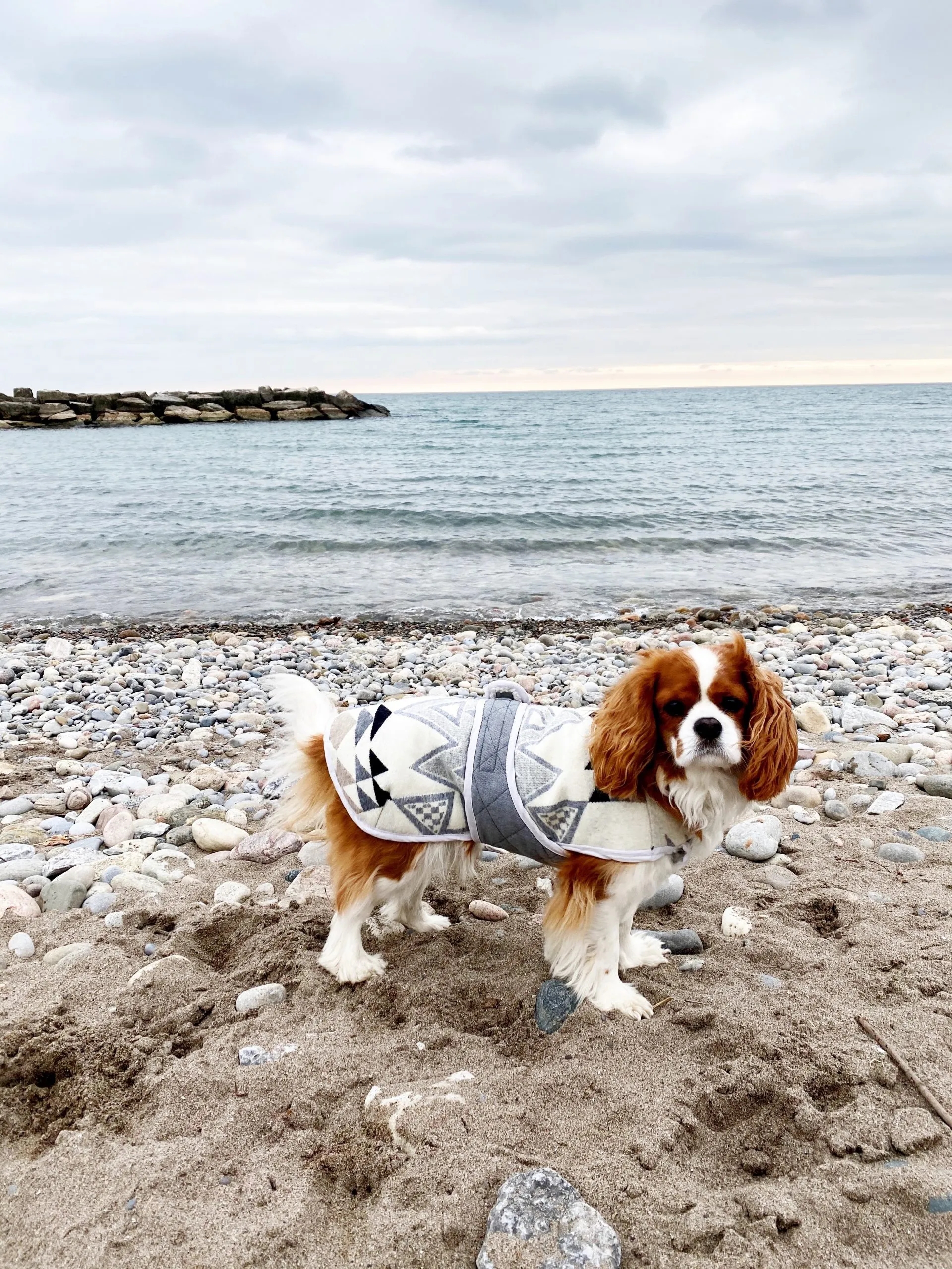 Keep Your Pup Warm With Our Free Dog Coat Pattern Closet Core Patterns